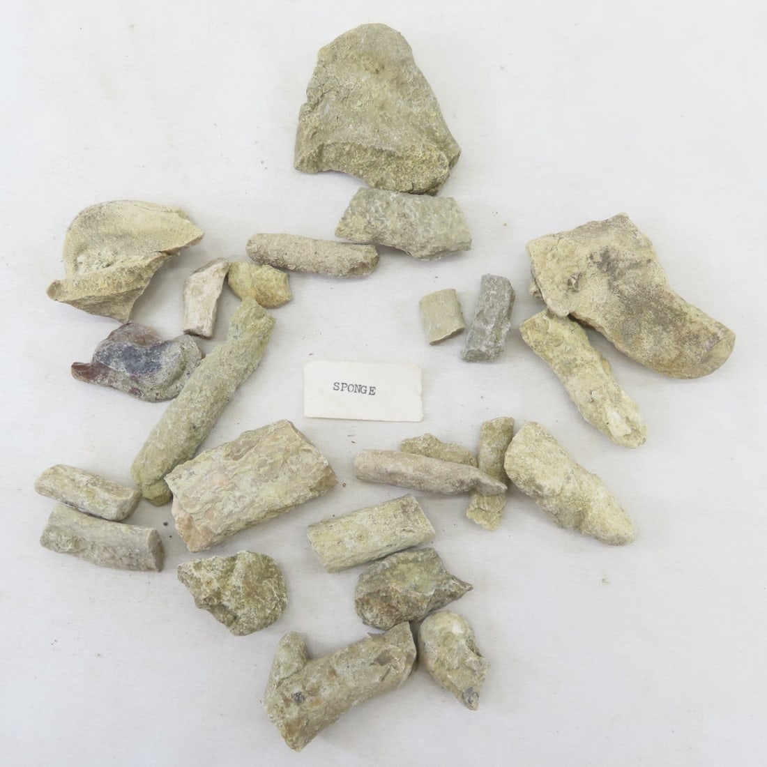 Fossils in rock, coral, ammonites & more - 17