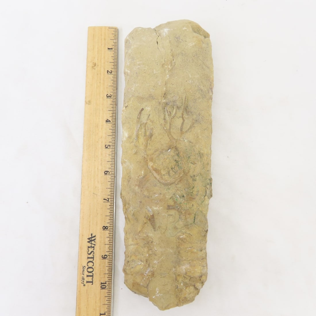 Fossils in rock, coral, ammonites & more - 2