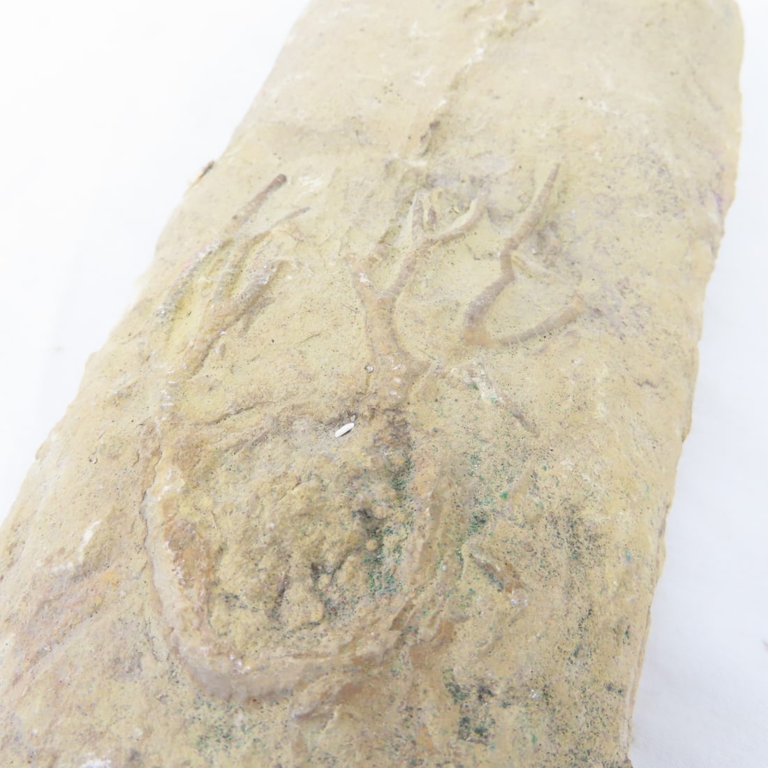 Fossils in rock, coral, ammonites & more - 3