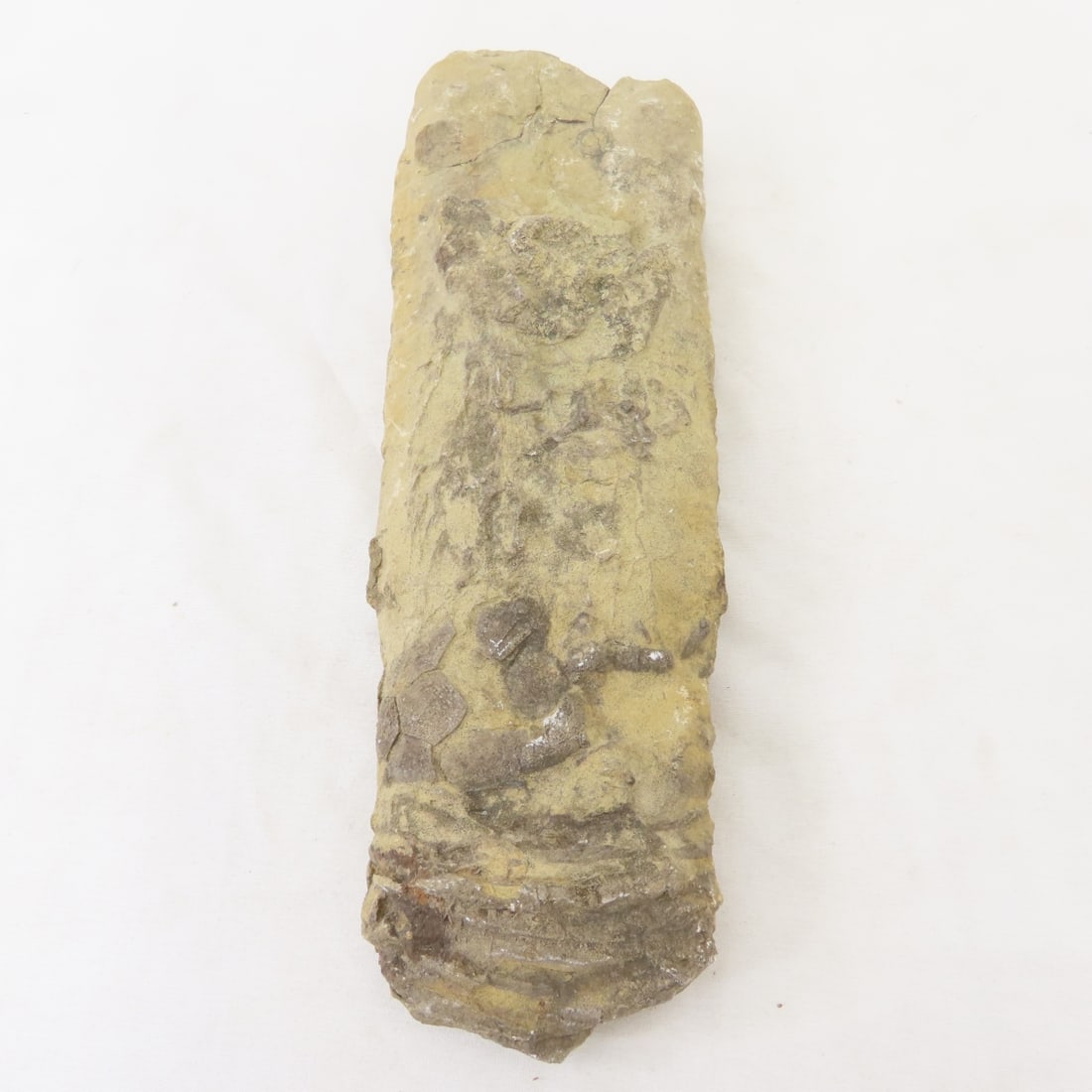 Fossils in rock, coral, ammonites & more - 4