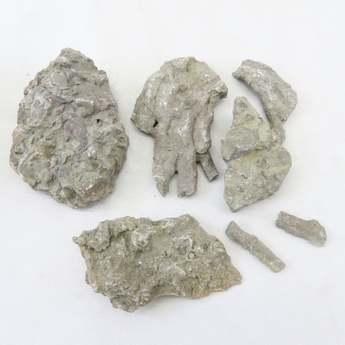 Fossils in rock, coral, ammonites & more - 5