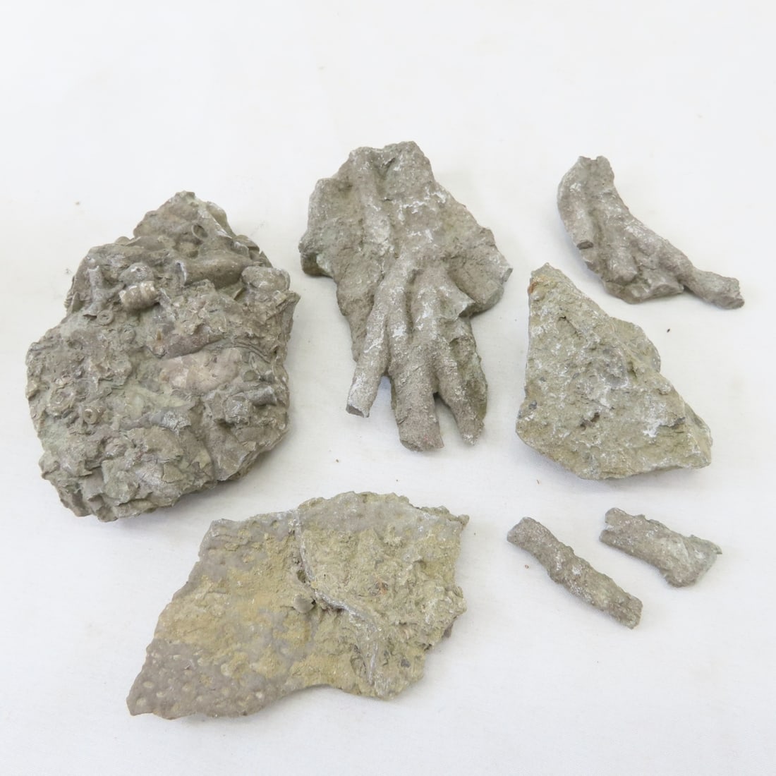 Fossils in rock, coral, ammonites & more - 6