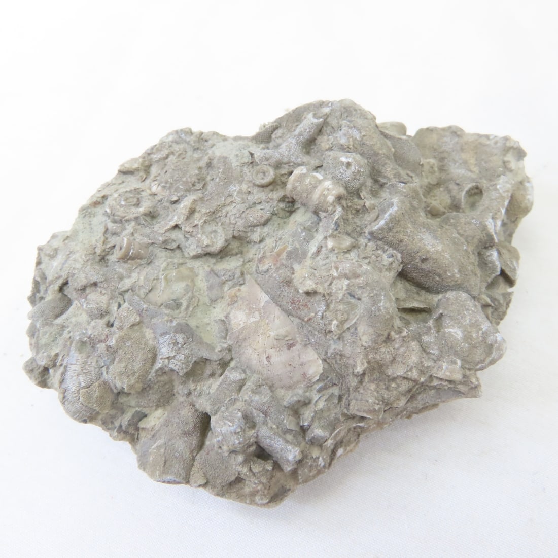 Fossils in rock, coral, ammonites & more - 7