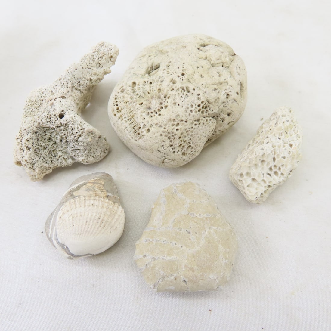 Fossils in rock, coral, ammonites & more - 8