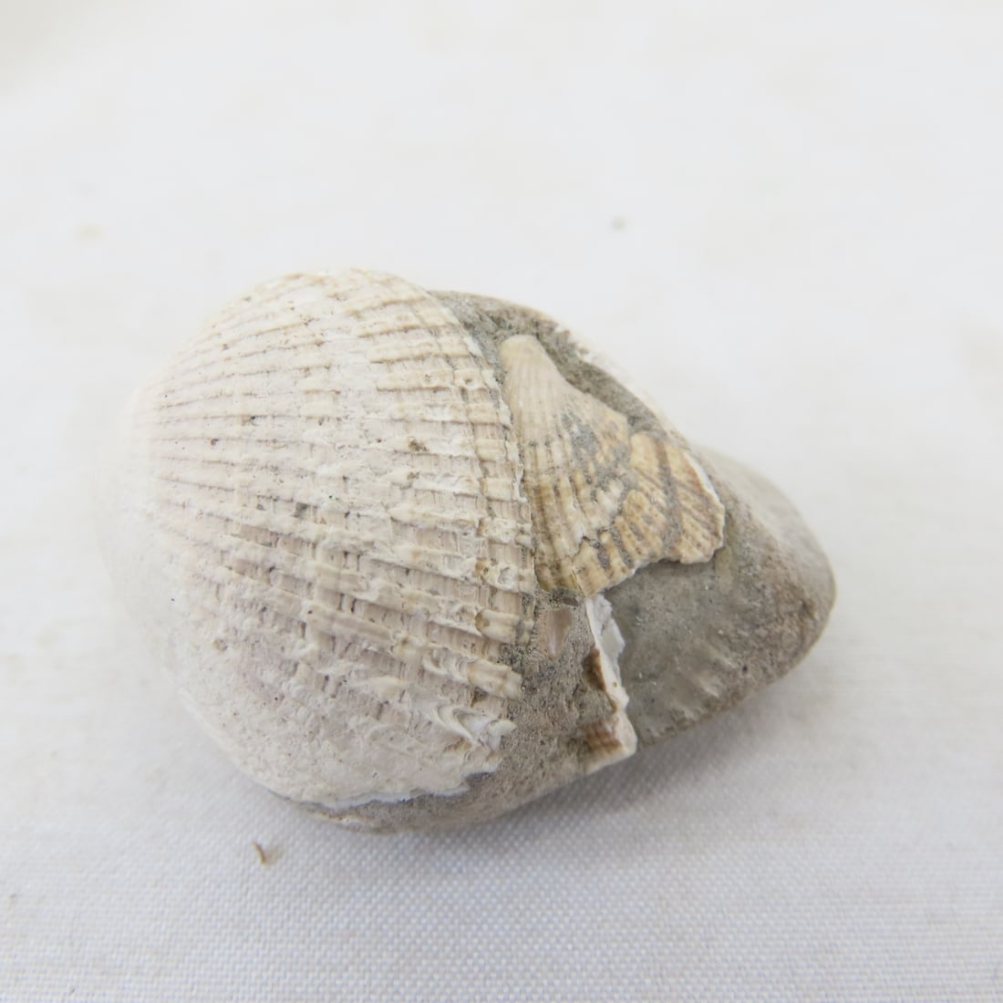 Fossils in rock, coral, ammonites & more - 9