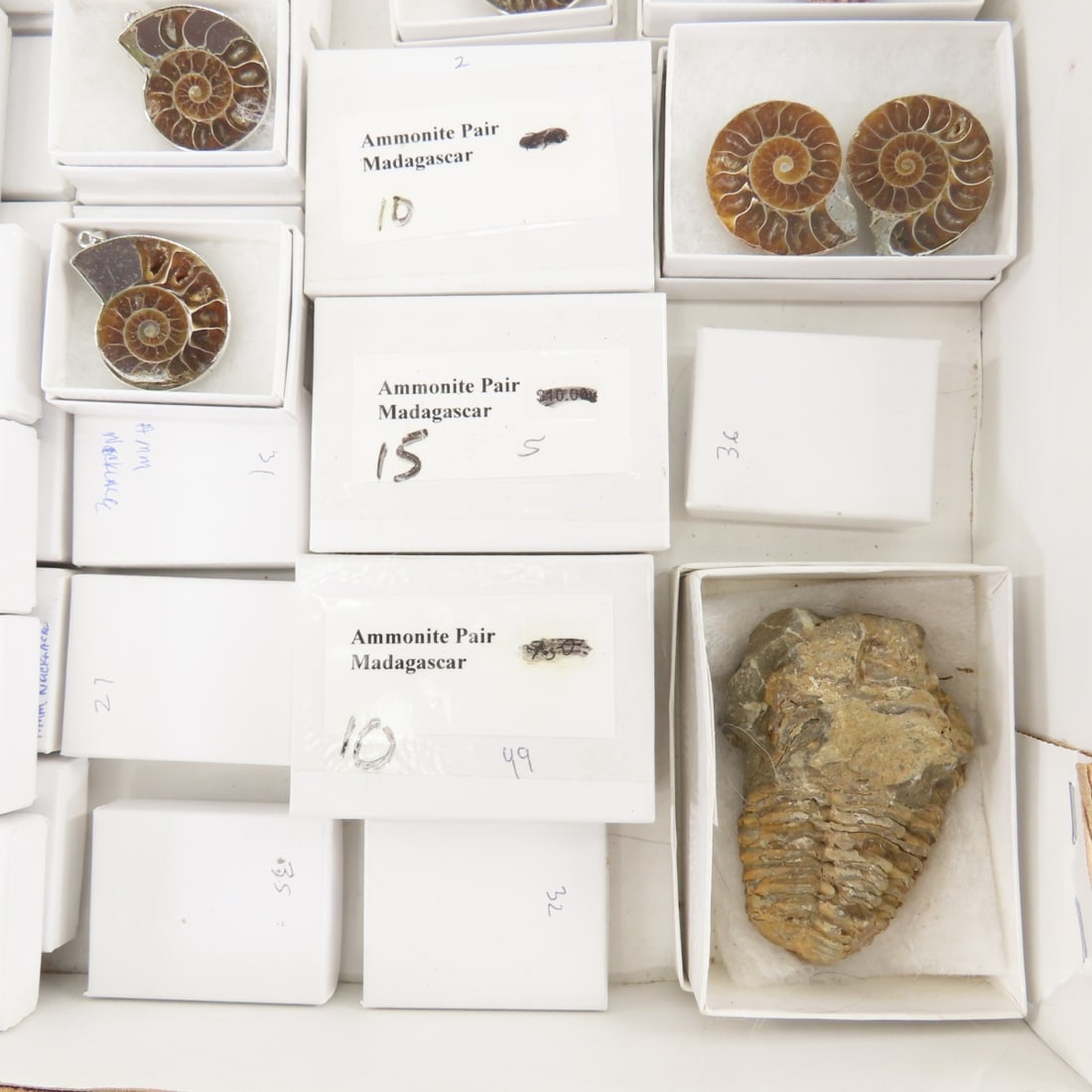 Fossils and Ammonite Halves & Jewelry - 16