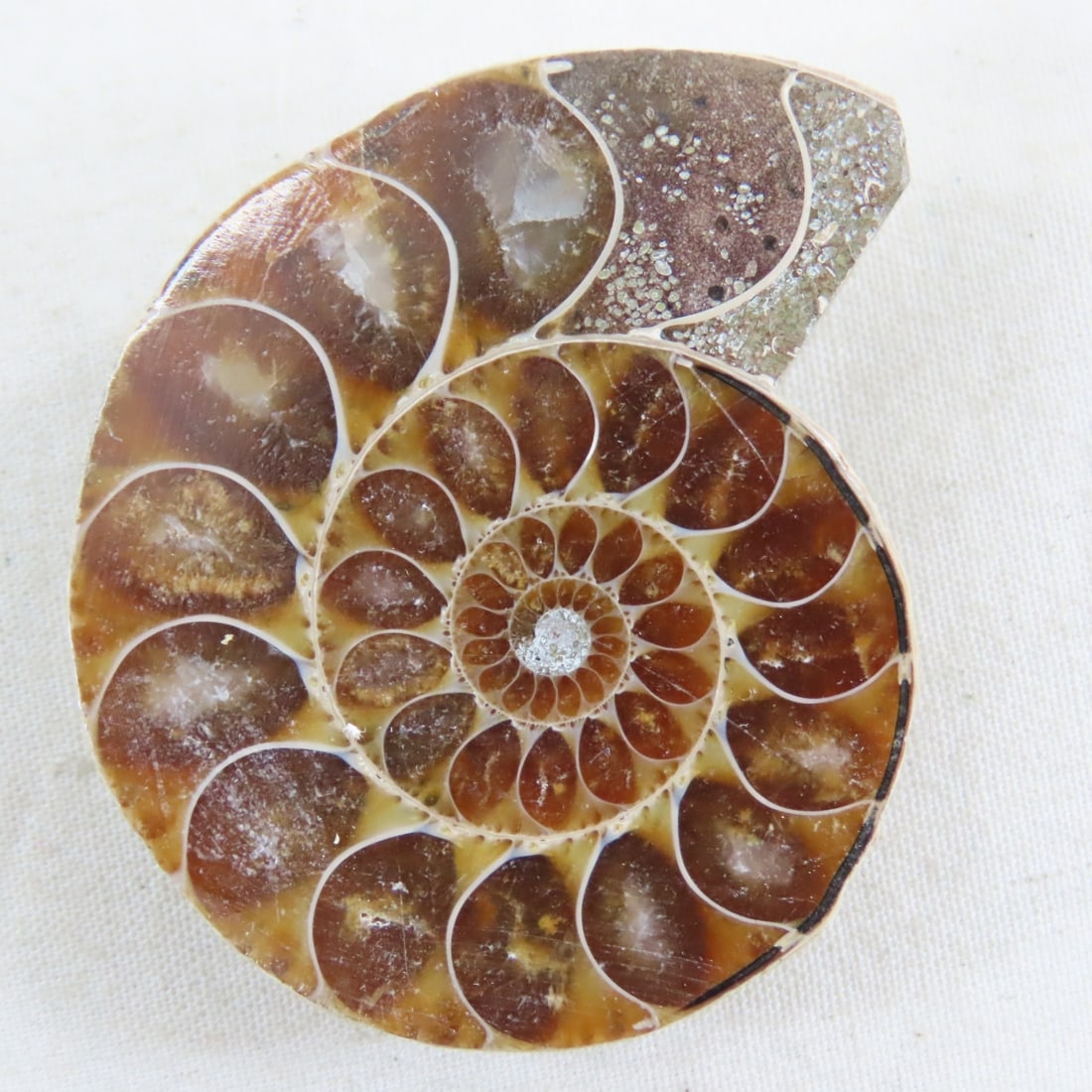 Fossils and Ammonite Halves & Jewelry - 8