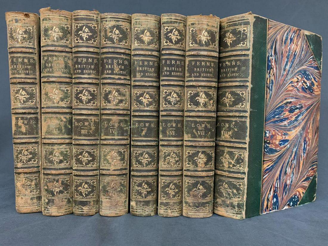 Ferns British And Exotic by E. J. Lowe: Ferns British And Exotic by E. J. Lowe. Contains beautiful colored illustrations and wood cuts.
