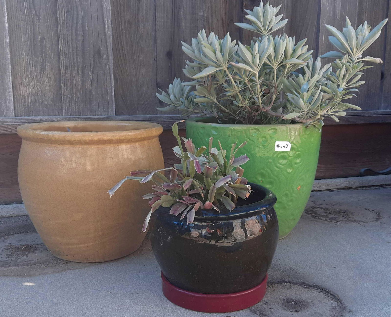 3 Glazed Ceramic Planters with Plants. (1 of 3)