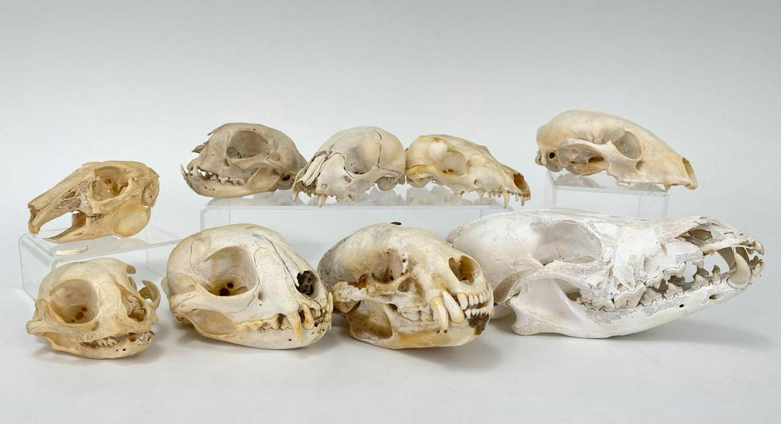 9 Small Animal Skulls (1 of 18)