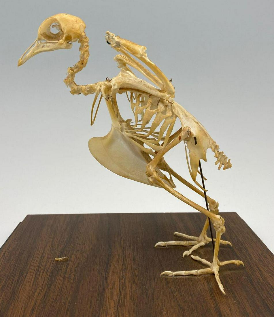 Mounted Bird Skeleton (1 of 11)