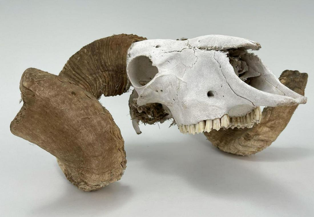 Skull, Apparently Big Horn Sheep or Ram (1 of 15)