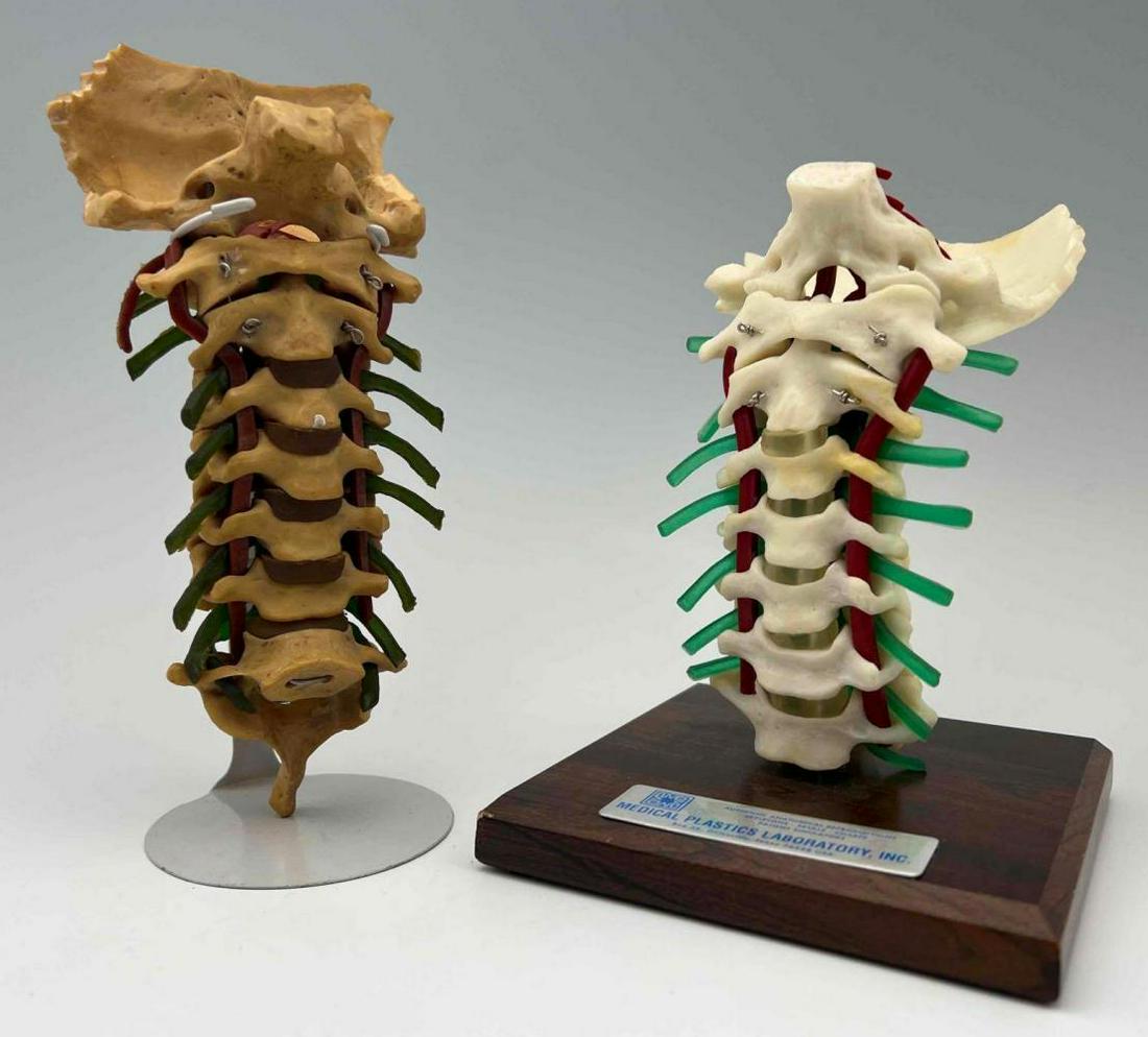 Two Vintage Anatomical Medical Spine Models (1 of 16)