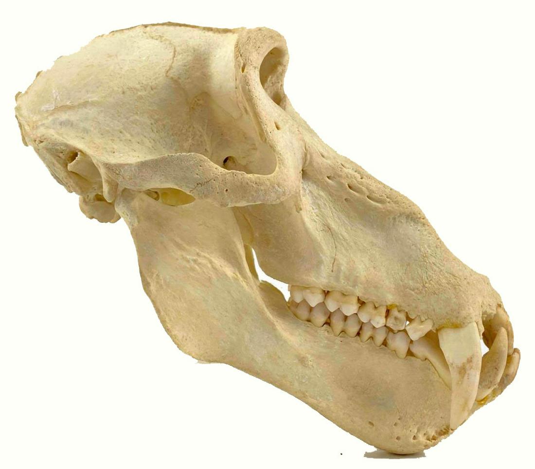 Baboon Skull Specimen (1 of 18)