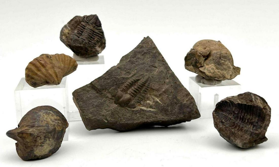 Lot of 6 Fossil Specimens: Six Piece Fossil Collection. Approximately 2.875L x 2.375W x 0.6875D in. Approximately 1.0625L x 0.6875W x 0.1875D in.