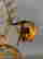 item-128941300=14