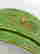 item-130315440=12