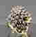 item-130315559=6