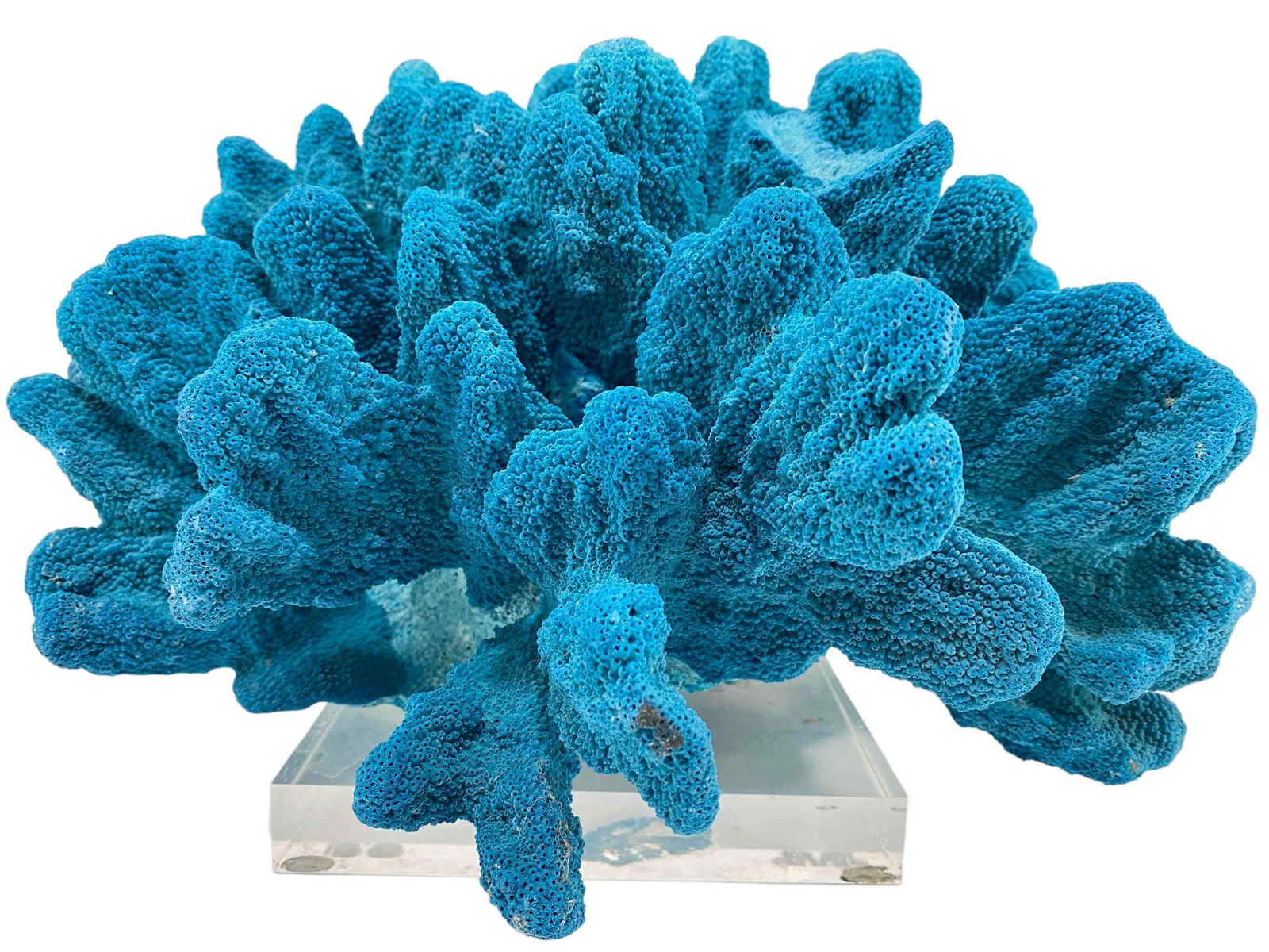 Large Blue Coral Specimen Mounted on Acrylic (1 of 8)