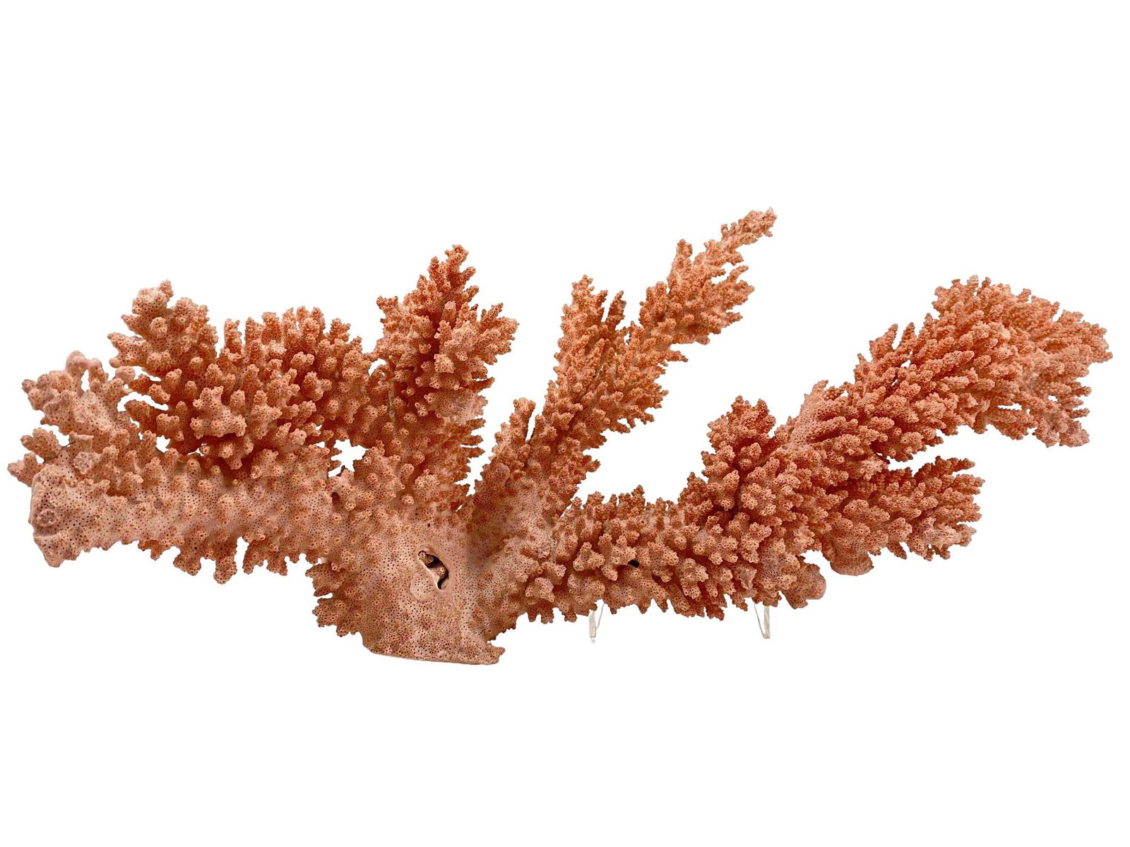 Large Pink Branch Coral Specimen (1 of 12)