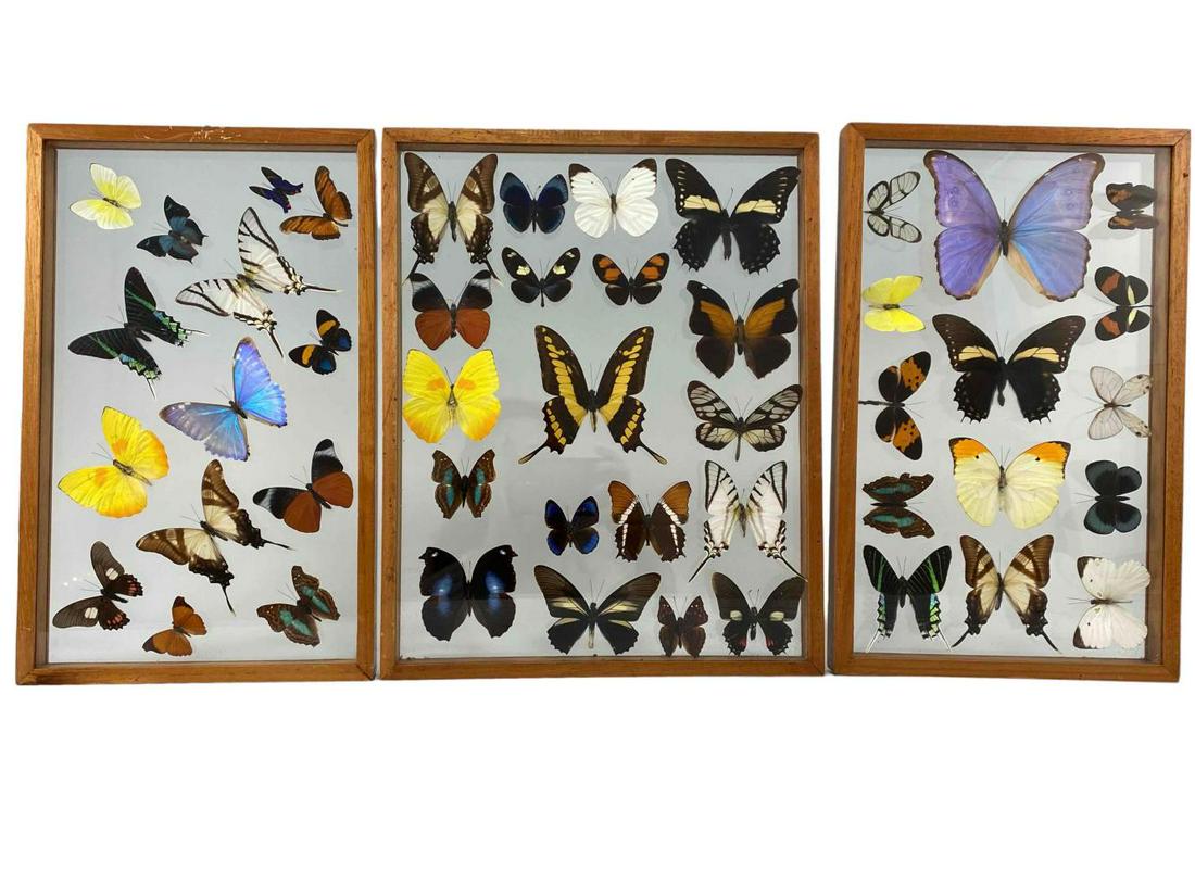 Three Frames of Butterfly Specimens (1 of 20)