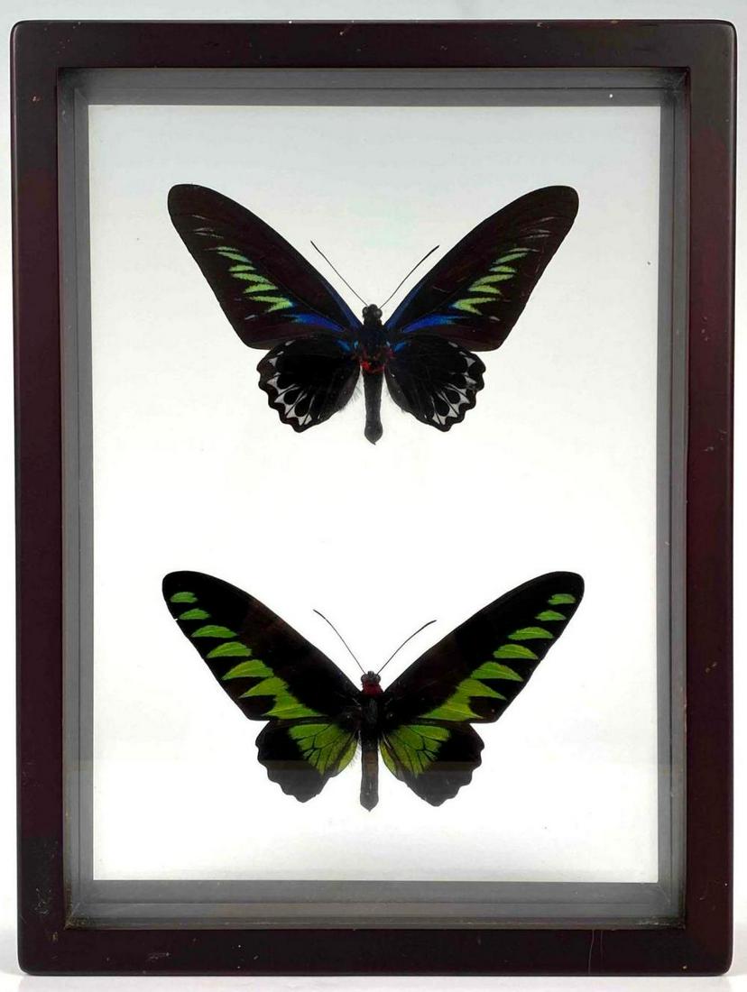 Two Birdwing Butterfly Specimens (1 of 17)
