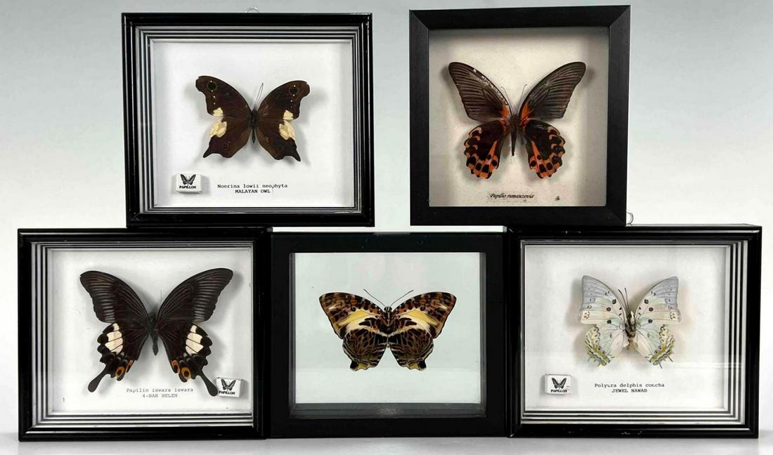 Lot of Framed Butterfly Specimens (1 of 14)