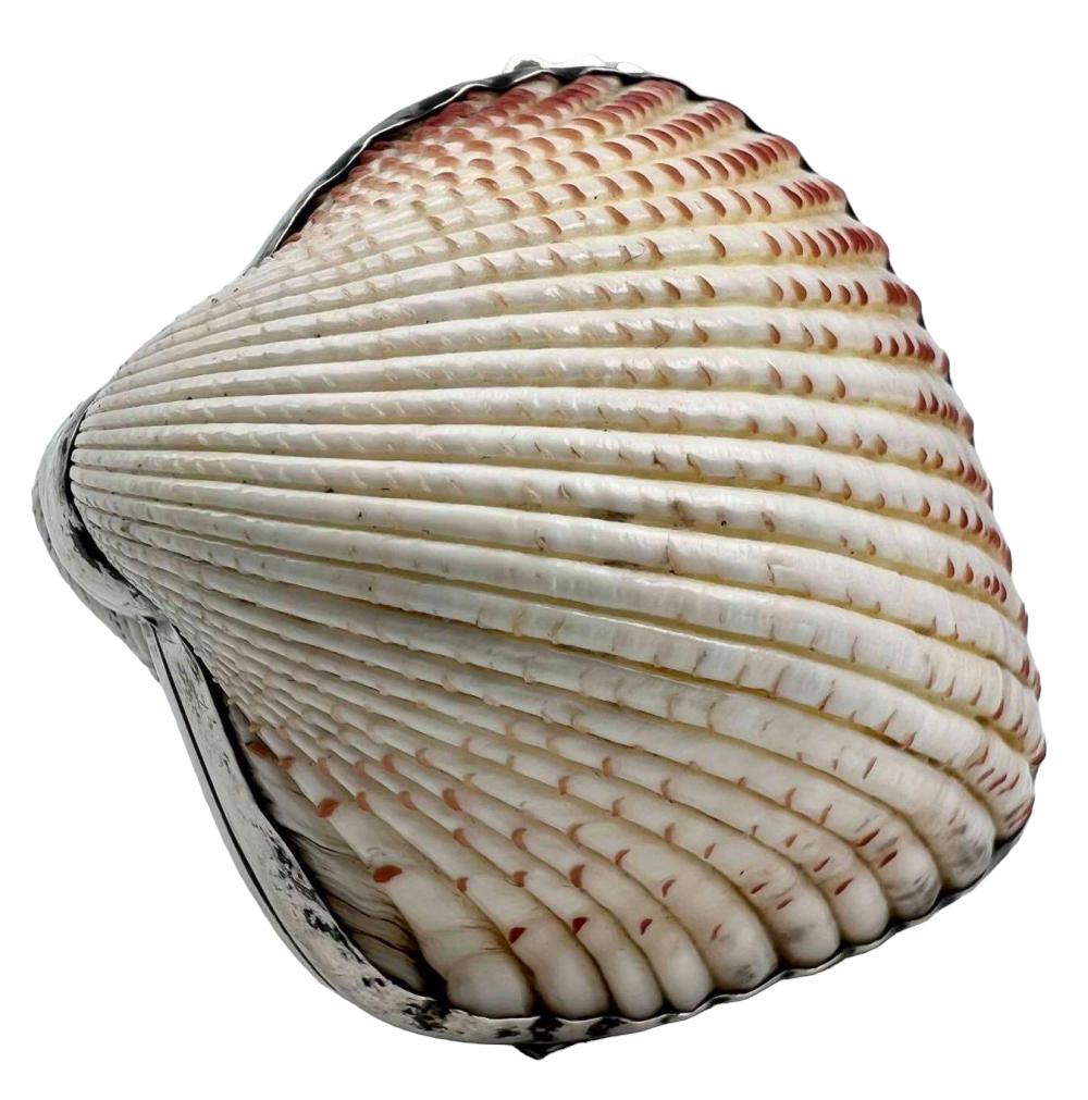 Italian Sterling Mounted Shell Box, Attributed to Gucci (1 of 13)