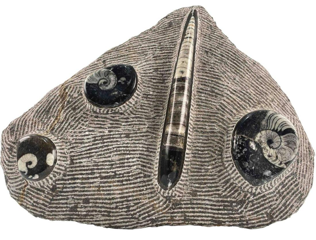 Large Nautilus And Orthoceras Fossil Group (1 of 17)