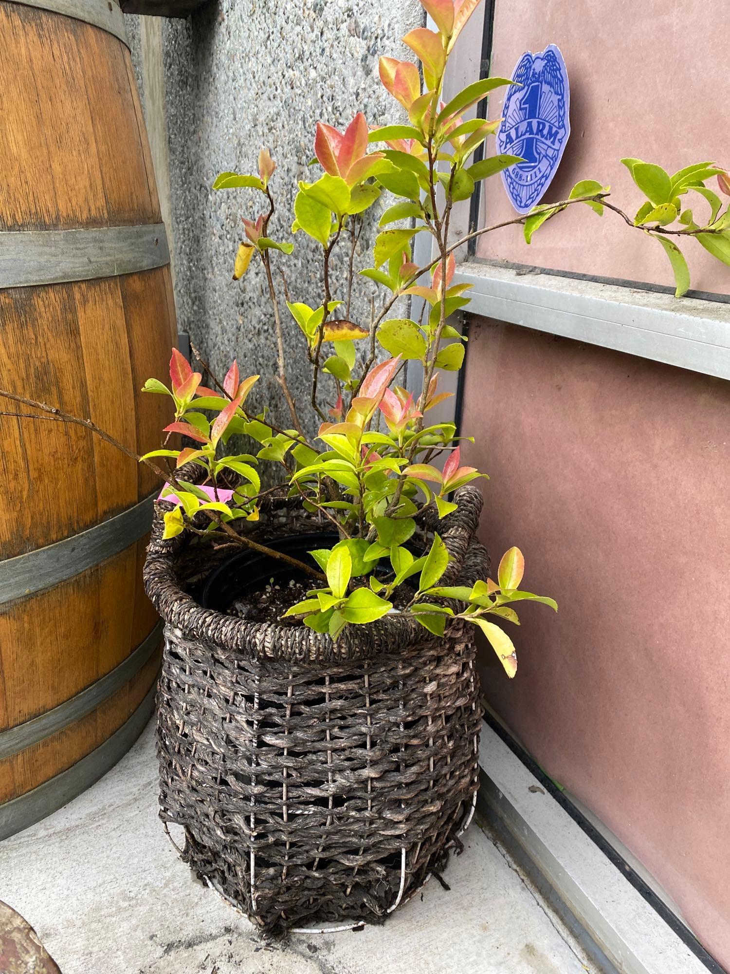 No Shipping Plant In Basket: LOCAL PICK UP ONLY, WESTSIDE SANTA CRUZ, 95060 LOCAL PICK UP ONLY, WESTSIDE SANTA CRUZ, 95954 NO SHIPPING, Plant In Basket NO SHIPPING AVAILABLE All items sold as is where is. There are No guarantees 
