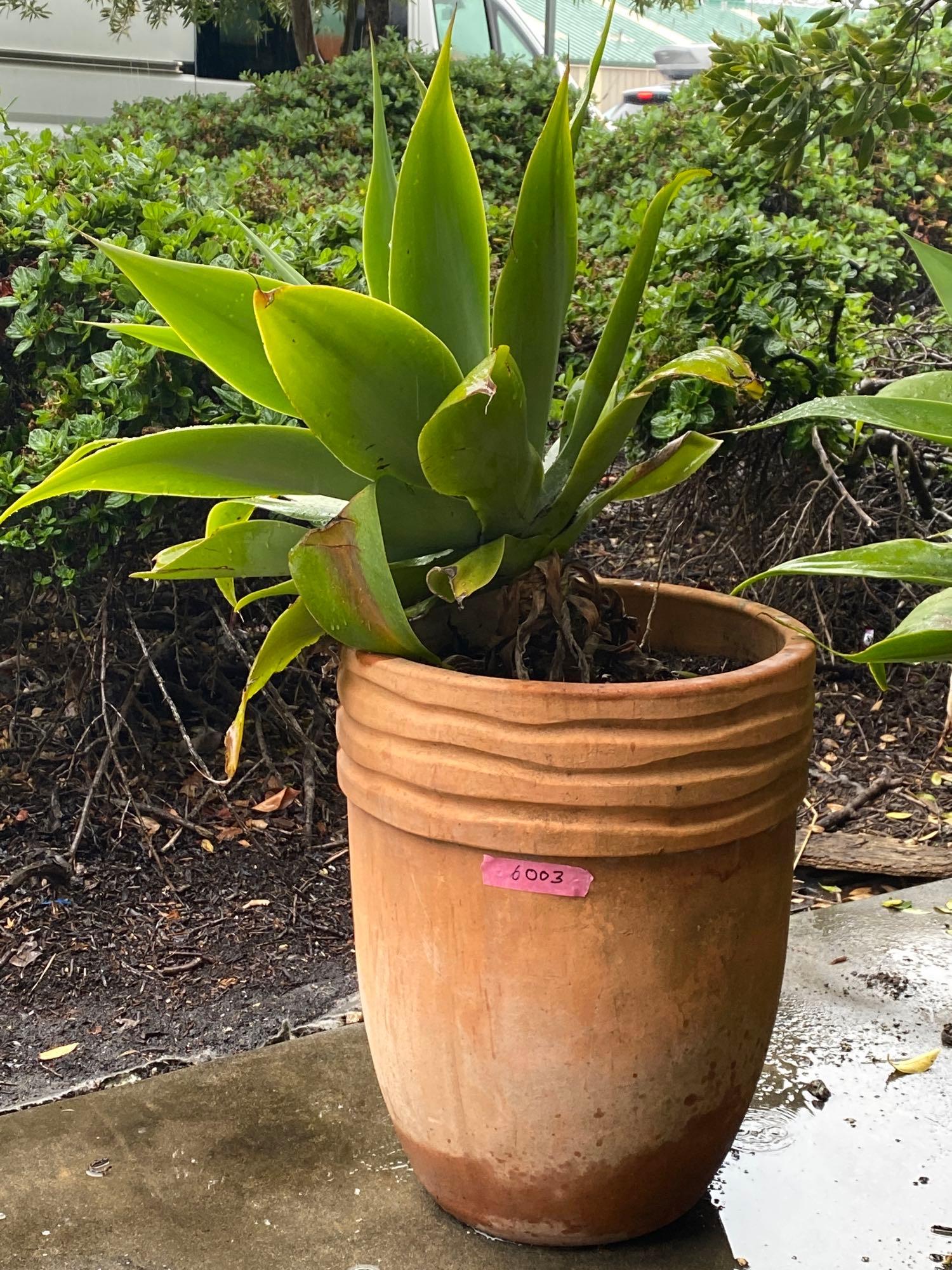 No Shipping  Large Succulent In Ceramic Pot (1 of 2)