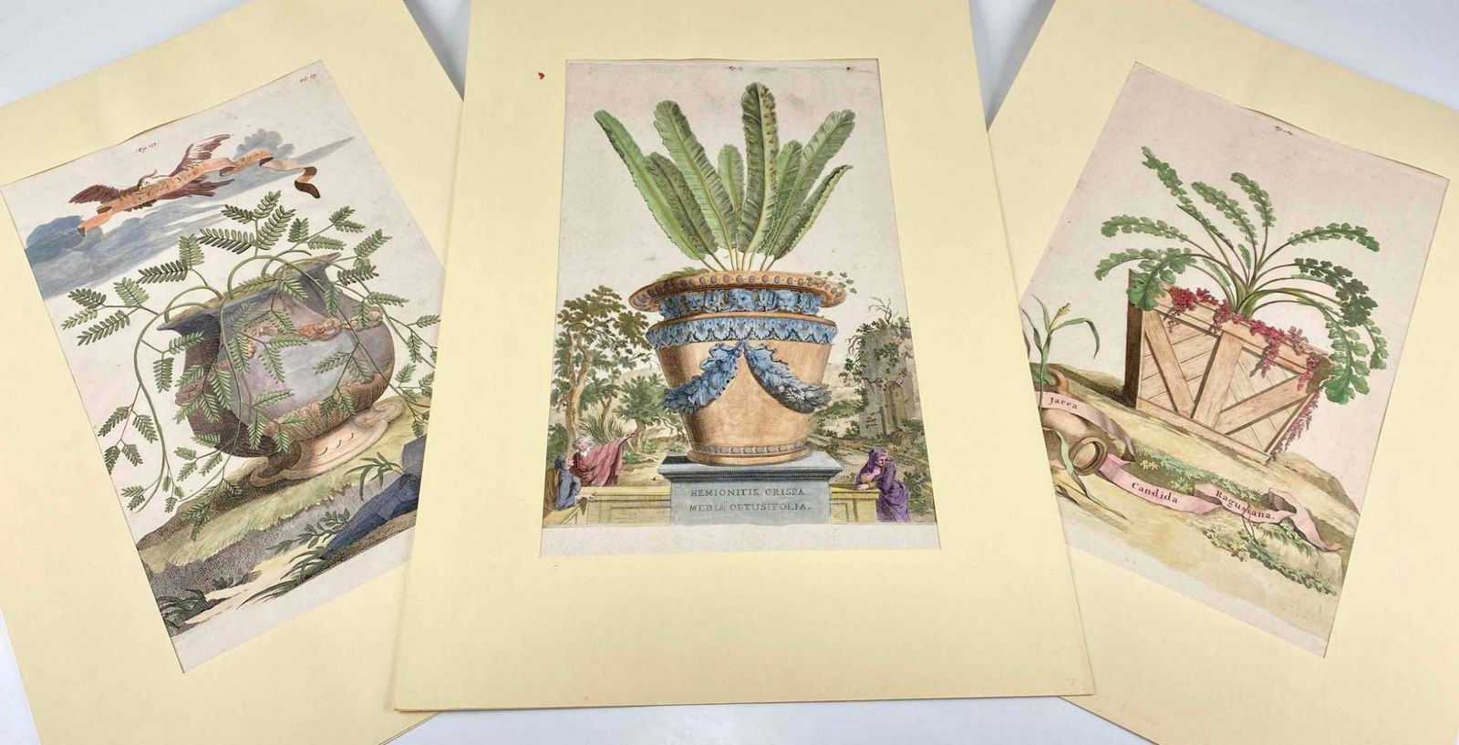 Abraham Munting, Three Hand Colored Botanical Engravings (1 of 20)