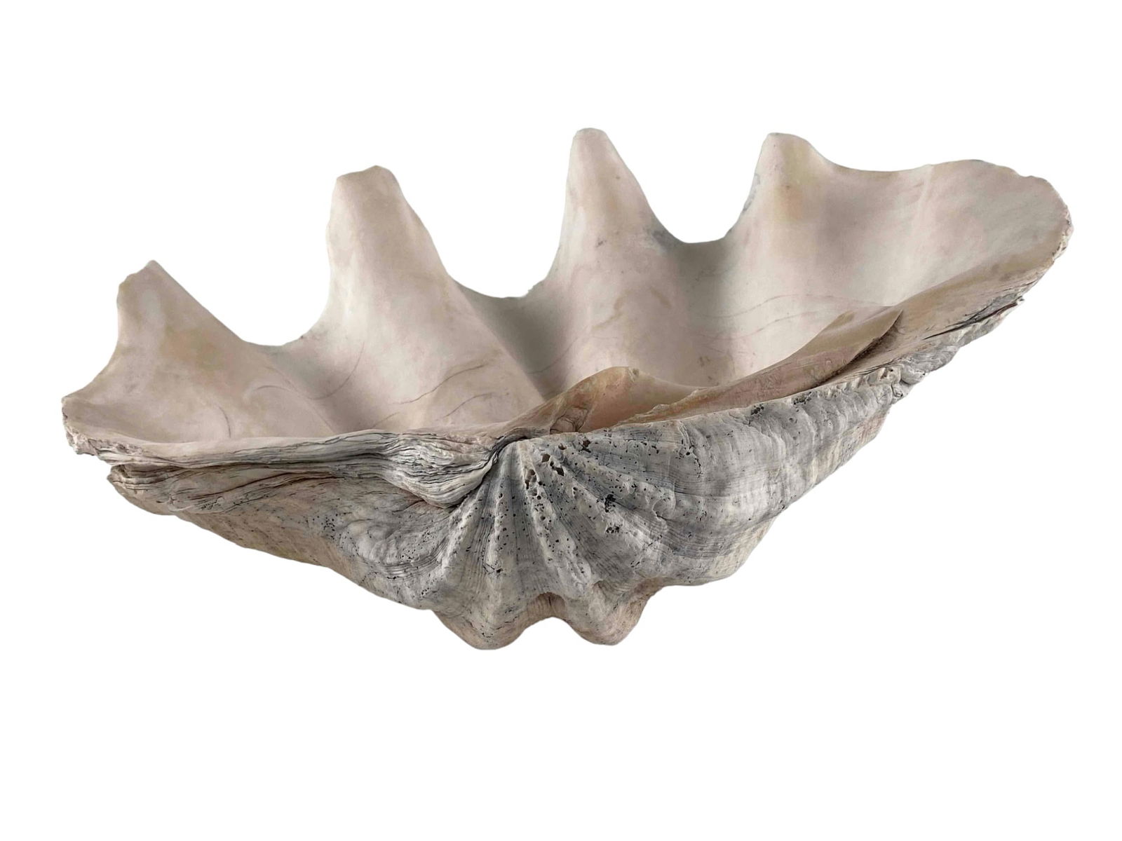 Giant Clam Shell Specimen (1 of 13)