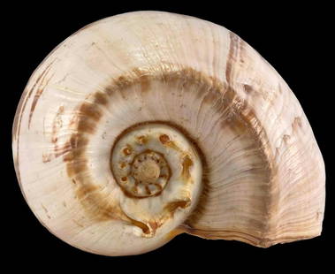 Large Melo Amphora Shell Specimen: Large Melo Amphora Seashell Specimen. Approximately 15.75L x 10.375W x 7.5H in.