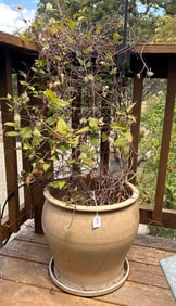 Large Beige Pot With Flowering Vine