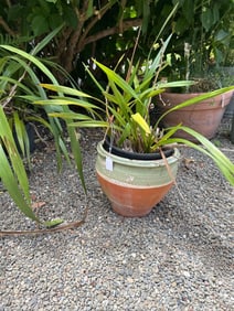Lily Plant In Green And Orange Pot