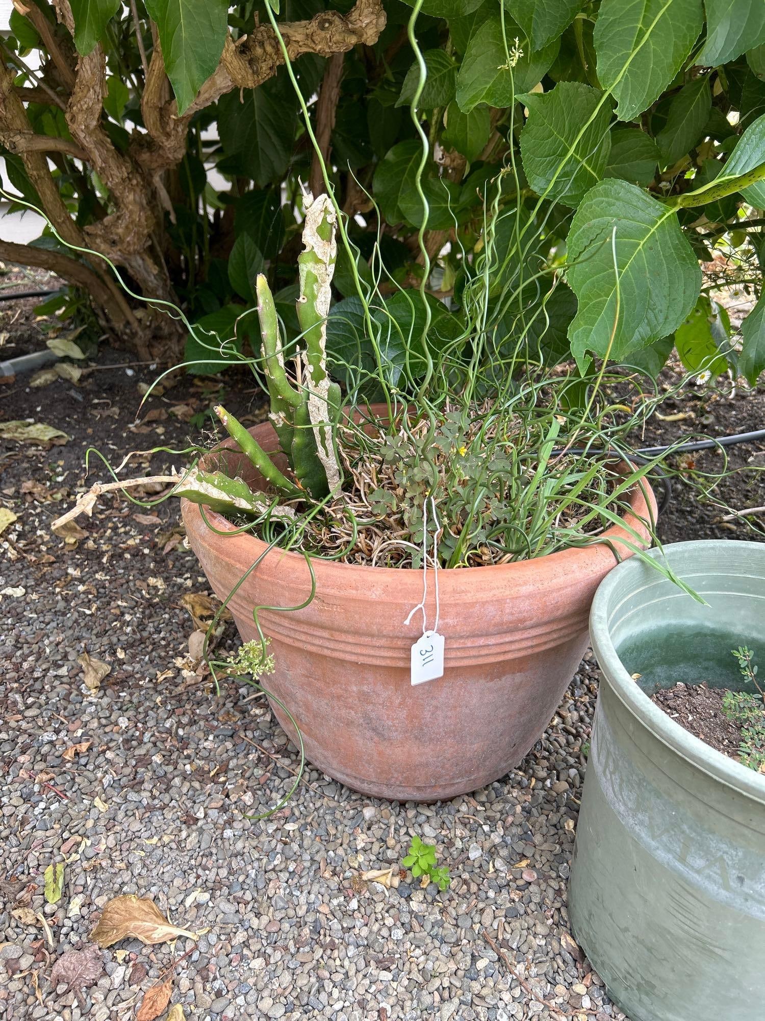 Terra-Cotta Planter With Corkscrew Rush & Cactus: terra-cotta planter with Corkscrew rush & Cactus Pick-Up will be Thursday Aug 8th & Saturday Aug 10th from 11:00-4:00. Shipped items must have shipping arranged by Saturday, Aug 10th. Items not picked