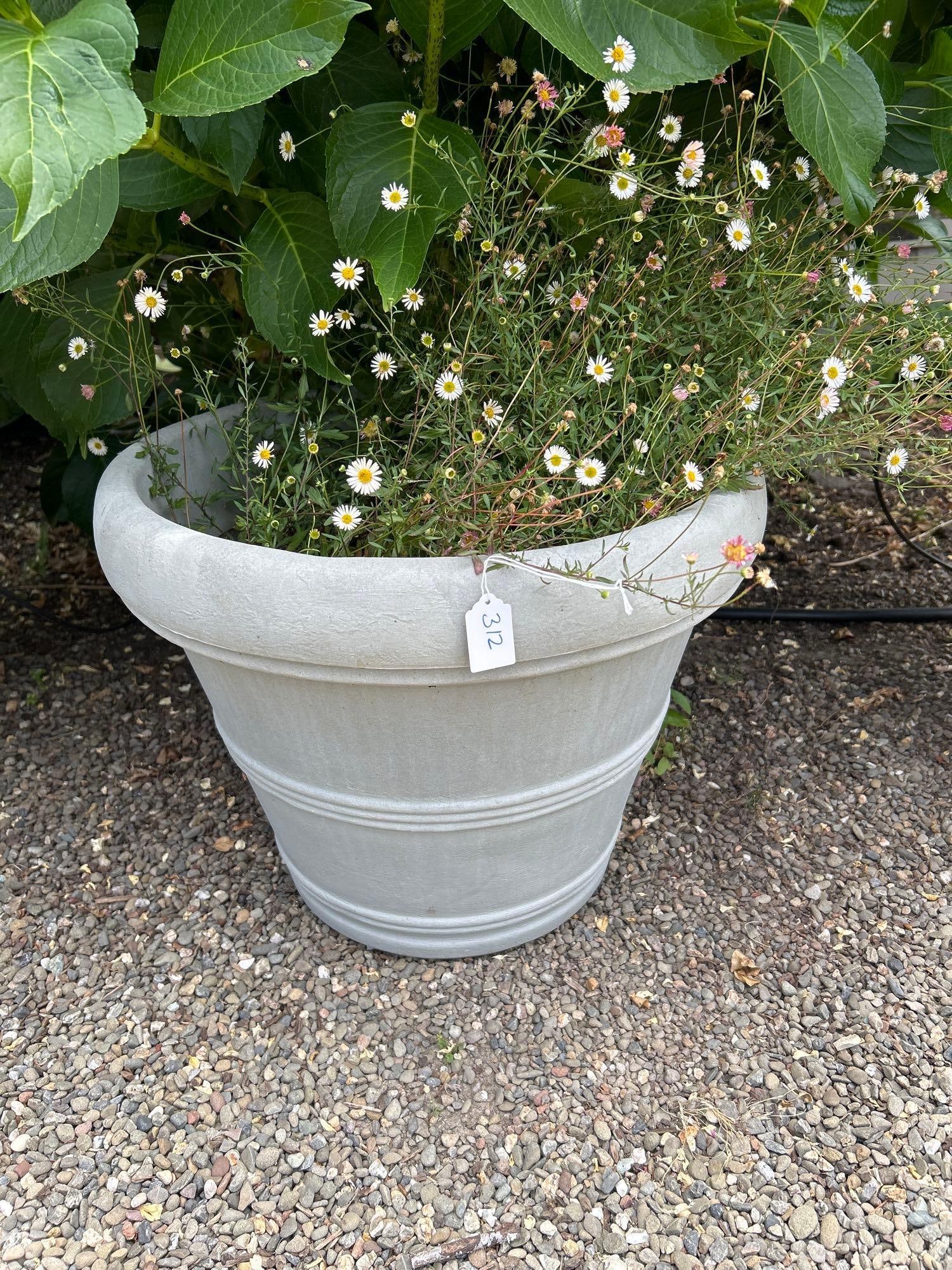 Large Light Colored Plastic Pot With Daisy Plant (1 of 1)