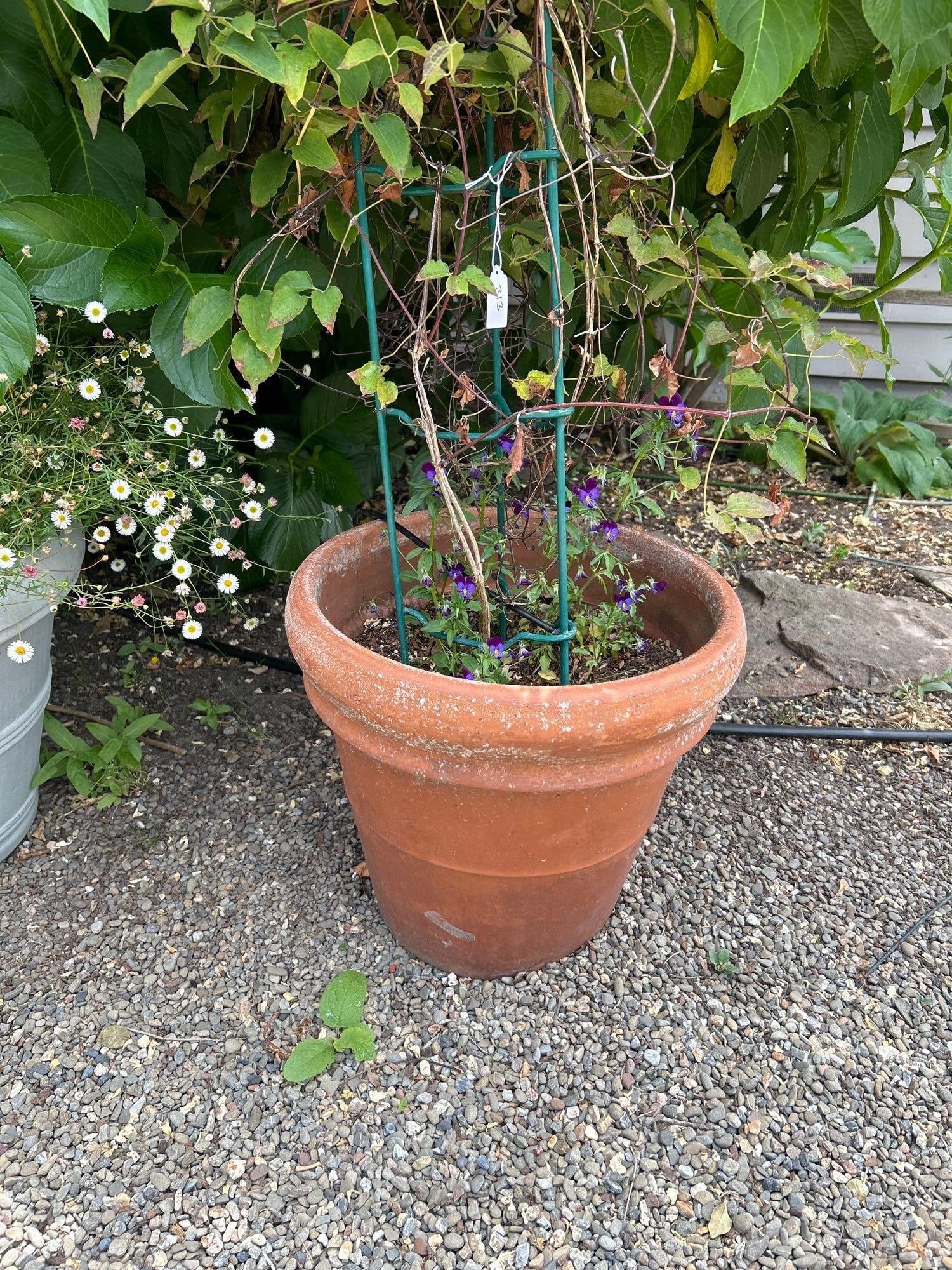Terra Cotta Planter With Vine & Johnny Jump Ups: Terra Cotta planter with Vine & Johnny jump ups Pick-Up will be Thursday Aug 8th & Saturday Aug 10th from 11:00-4:00. Shipped items must have shipping arranged by Saturday, Aug 10th. Items not picked 