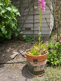 Terra Cotta Pot With Foxglove & Violas