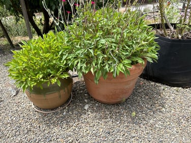 Two Terra Cotta Planters With Plants