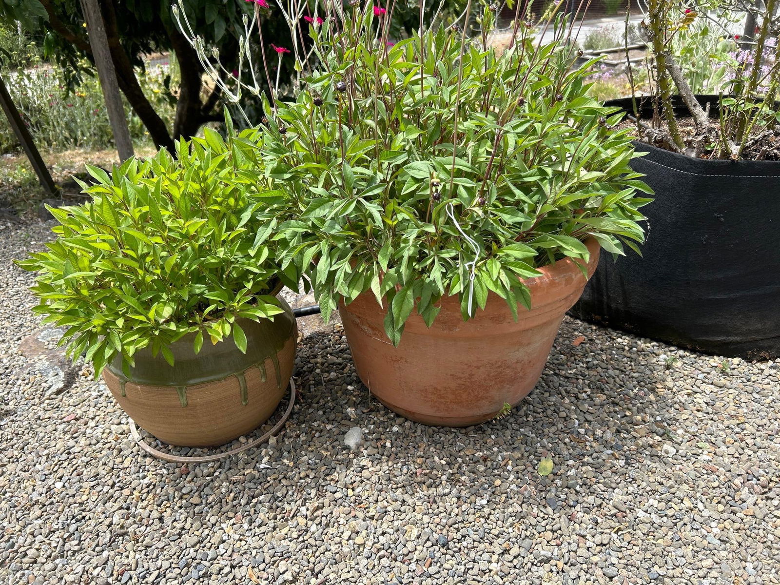 Two Terra Cotta Planters With Plants (1 of 7)