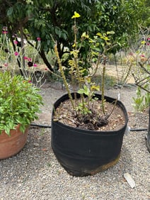Rose Bush And 25 Gallon Geo Pot