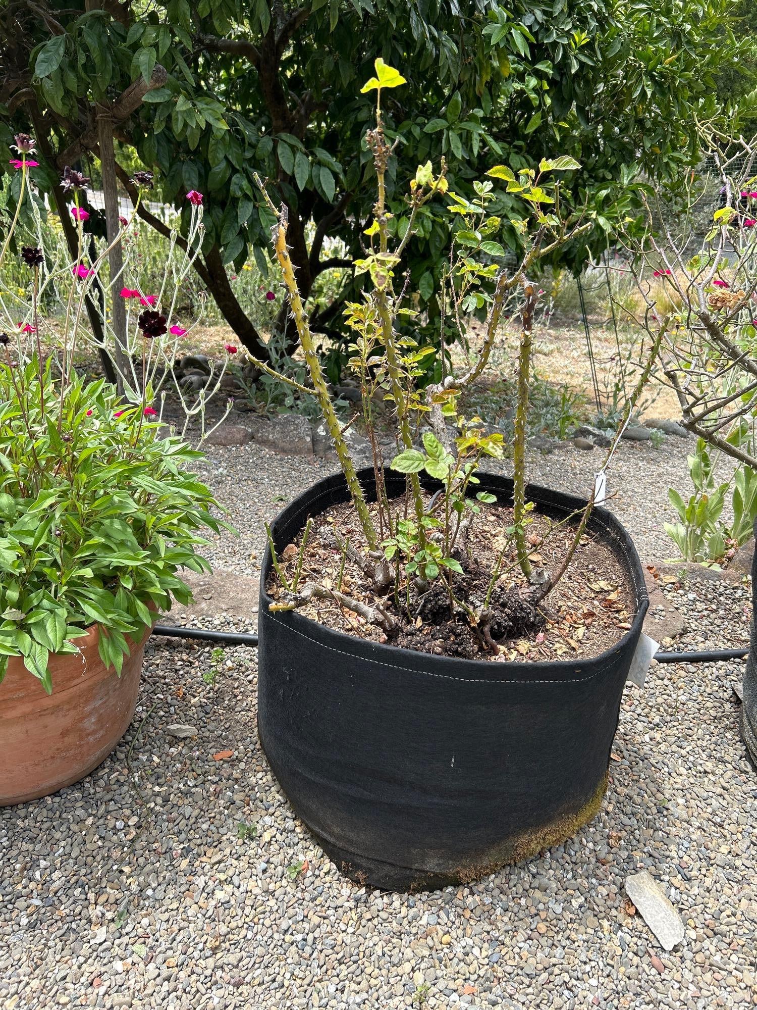 Rose Bush And 25 Gallon Geo Pot: Rose Bush and 25 gallon Geo pot Pick-Up will be Thursday Aug 8th & Saturday Aug 10th from 11:00-4:00. Shipped items must have shipping arranged by Saturday, Aug 10th. Items not picked up or without sh
