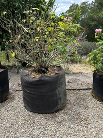 Rose Bush In Fabric Pot