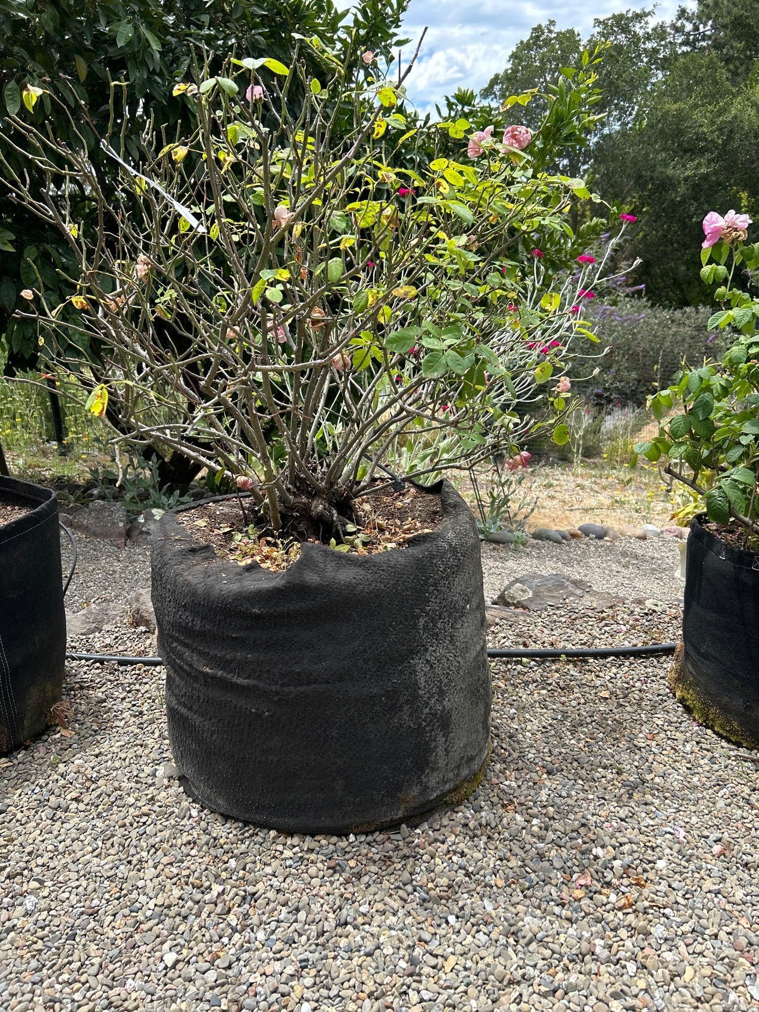 Rose Bush In Fabric Pot: Rose Bush in fabric pot Pick-Up will be Thursday Aug 8th & Saturday Aug 10th from 11:00-4:00. Shipped items must have shipping arranged by Saturday, Aug 10th. Items not picked up or without shipping b