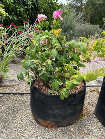 Rosebush In Fabric Geo Pot