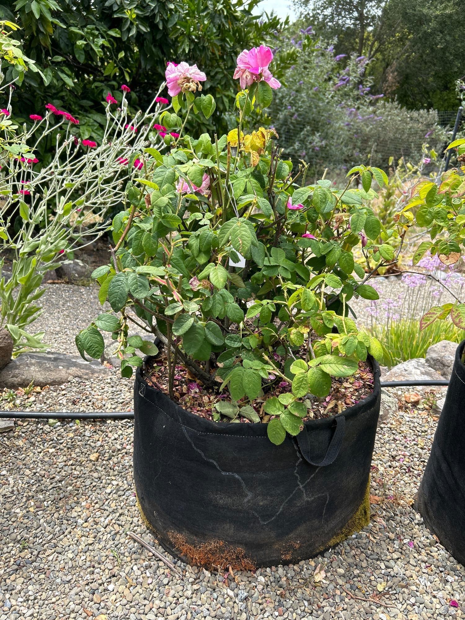 Rosebush In Fabric Geo Pot: Rosebush in Fabric Geo pot Pick-Up will be Thursday Aug 8th & Saturday Aug 10th from 11:00-4:00. Shipped items must have shipping arranged by Saturday, Aug 10th. Items not picked up or without shippin