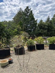 Tall Decorative Iron Trellis