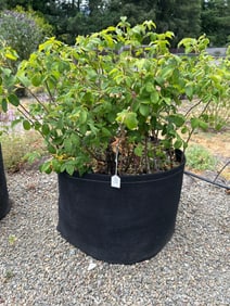 Rosebush And 25 Gallon Geo Pot